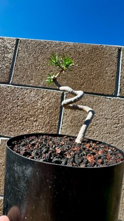 japanese black pine tree in a 1/2 gal. cup