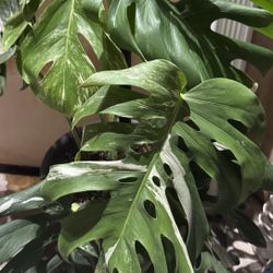 Monstera Deliciosa