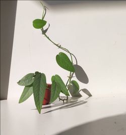 Lush Trailing Rare Cebu Blue Pothos Money Plant/ House Plant/ Indoor Plant Flower Patio