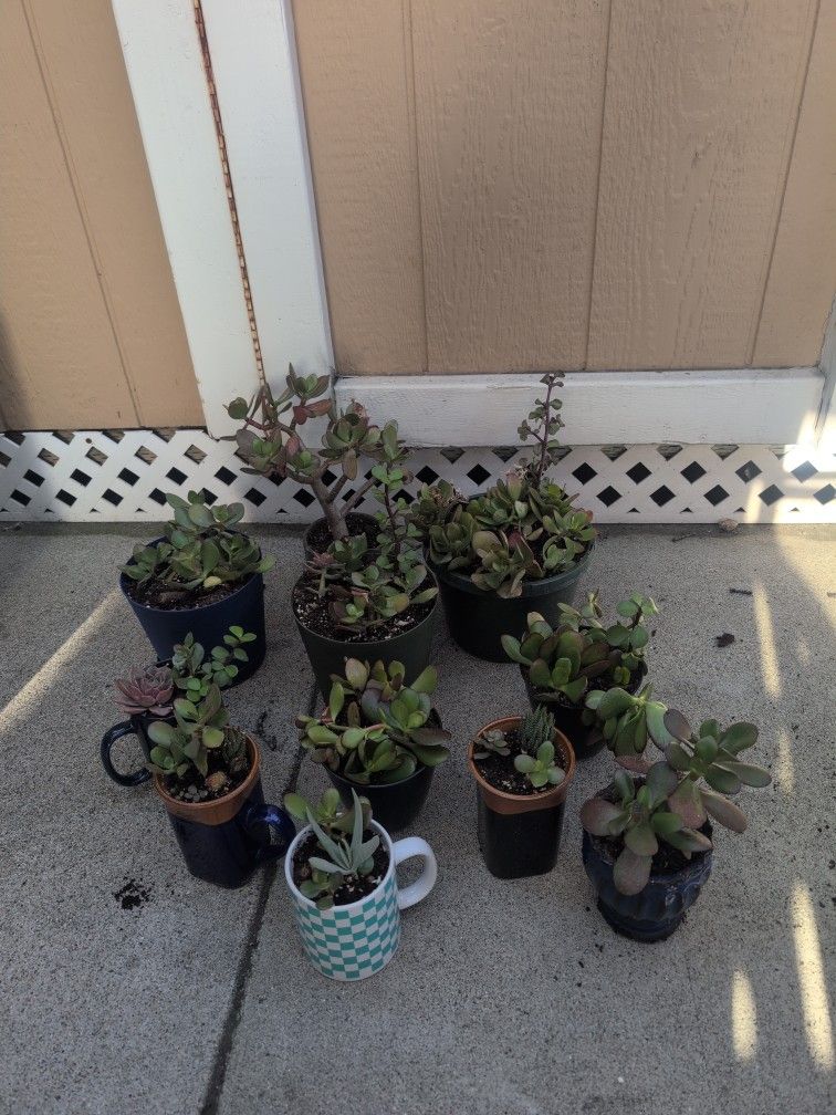 Succulents Variety $5-$8