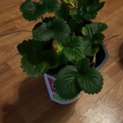 Strawberry Plant 