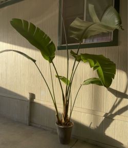 Planta grande natural $$45