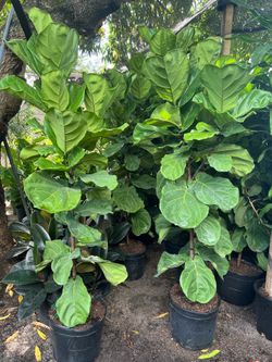 Fiddle leaf fig in 7 gls pot. 6-7 ft tall. SPECIAL PRICE 🤩