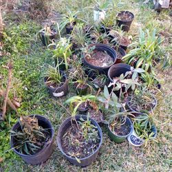 Small Plants/ Plantitas!.