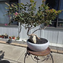 $125 BONSAI Ruby Chinese Fringe Flower (Loropetalum chinense 🩷 