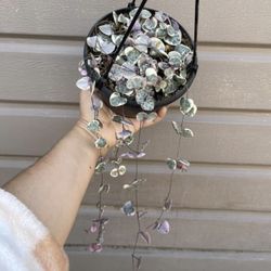 6” Variegated String Of Hearts