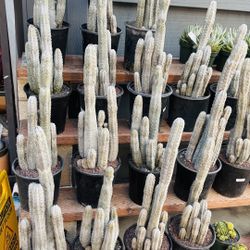 Each Cluster Euphorbia Abdelkuri Each 22 Inch Around $100
