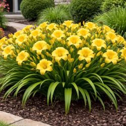 Plants In Pots For Sale…$5 Each