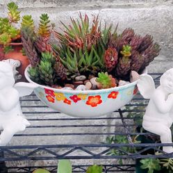 Succulents In Beautiful Bowl