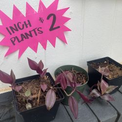 Inch Plants, Rooted Inch Plant Cuttings (Wandering Jew)