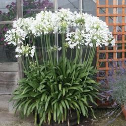 Gorgeous Agapanthus Starts