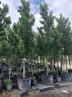 Trees 16’ trees 25 gal, only this weekend