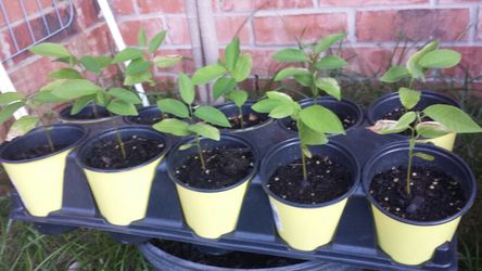 Custard Apple / Sugar Apple / Sitaphal plants