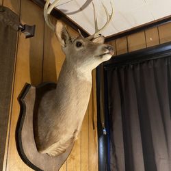 Real Deer Head