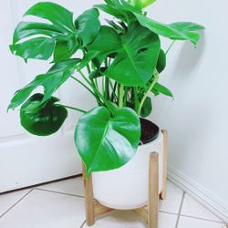 Beautiful Monstera Deliciosa Plants - 11” Nursery Container - Plant Only - Ceramic Pot Not Including 
