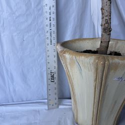 Indoor plant on a cement base $45