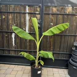 Blue Java Banana Pup