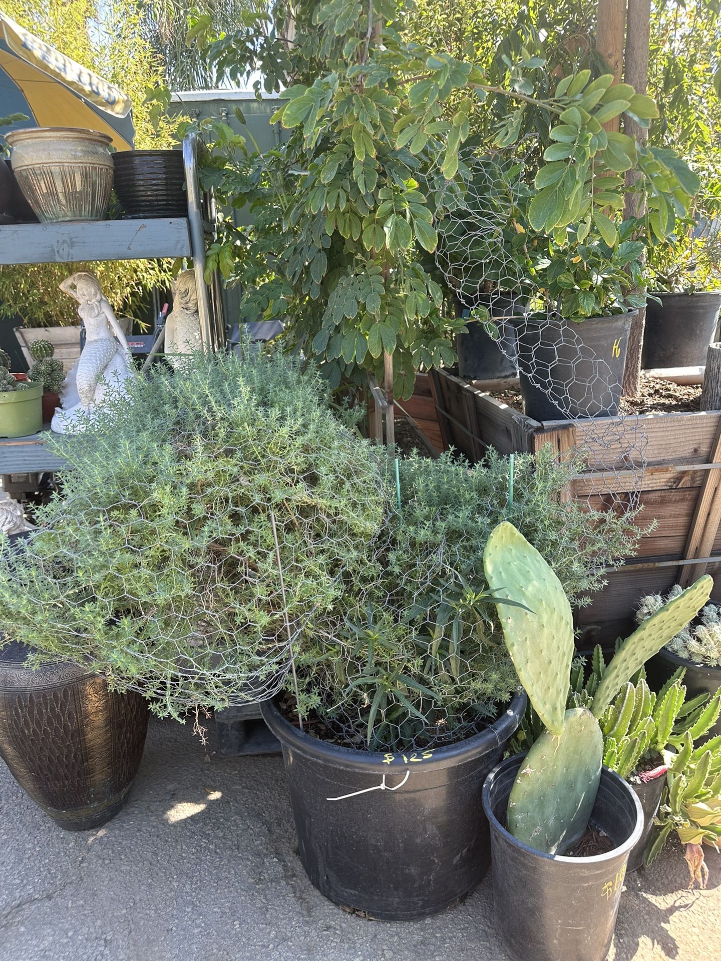 Peacock Topiary Bonsai
