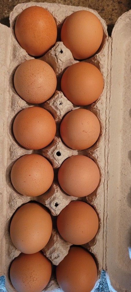 Dozen of Large Brown Eggs