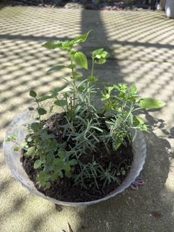 Beautiful Herb Bowl With Organic Basil, Rosemary and Oregano. Outdoor or Indoor