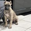 junior