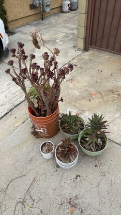 Free plants