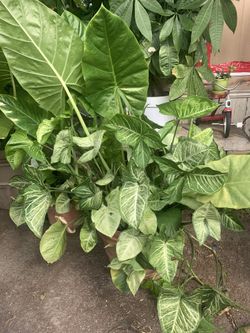 Plants