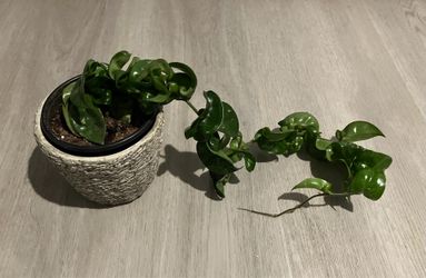 Hoya (Hindu rope Plant)