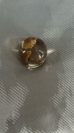 Mushroom Paperweight