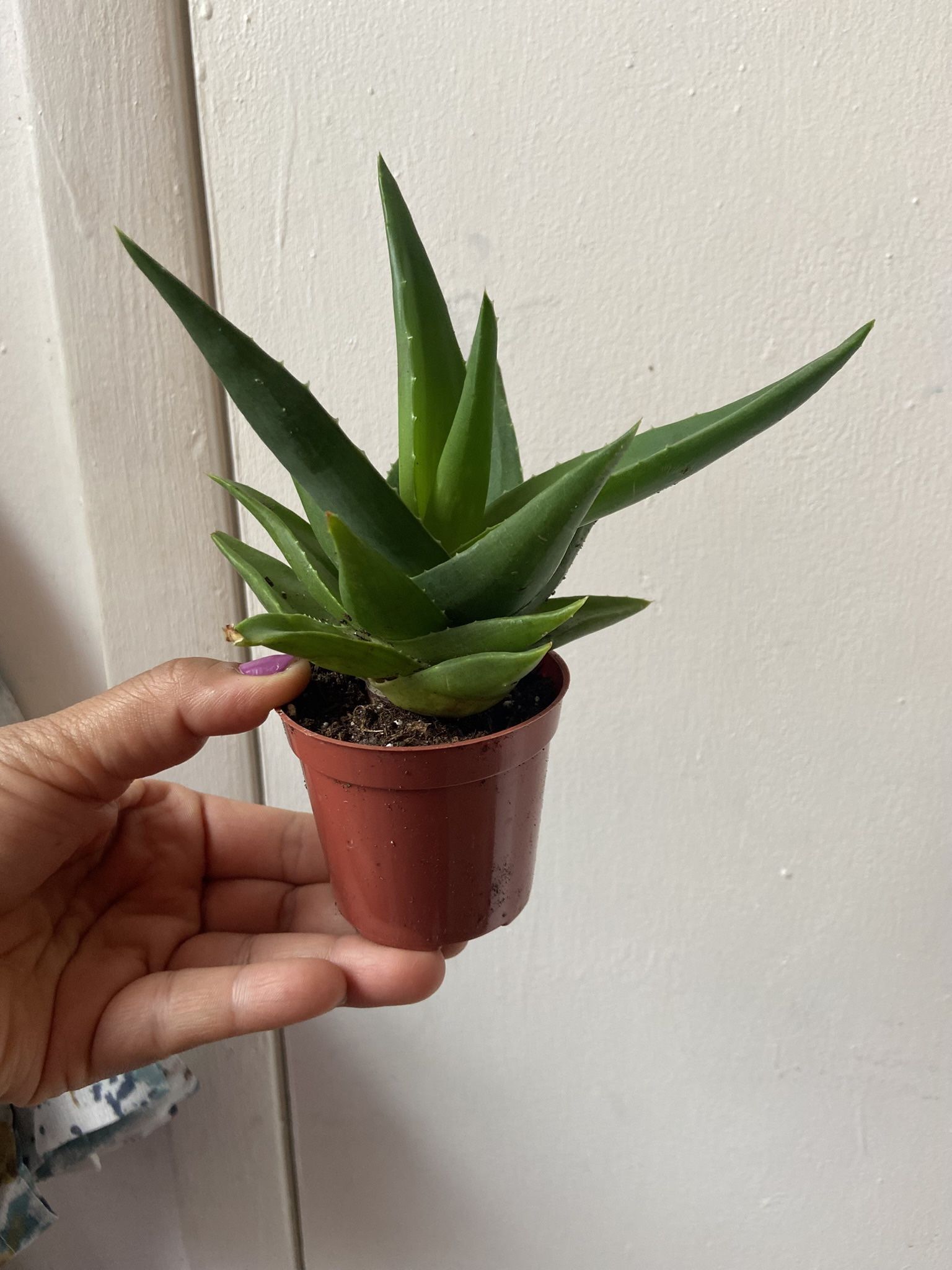 Succulent Read Description 👇