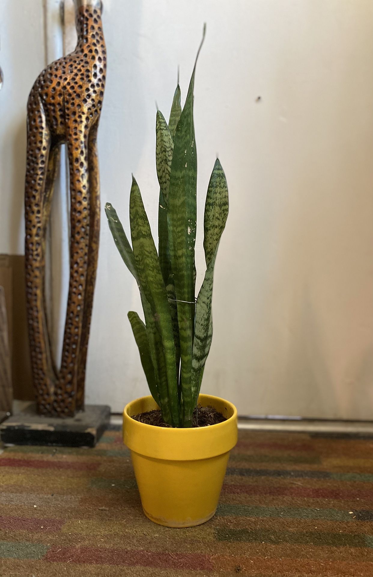 Indoor Mother-in-Law Or Snake Plant