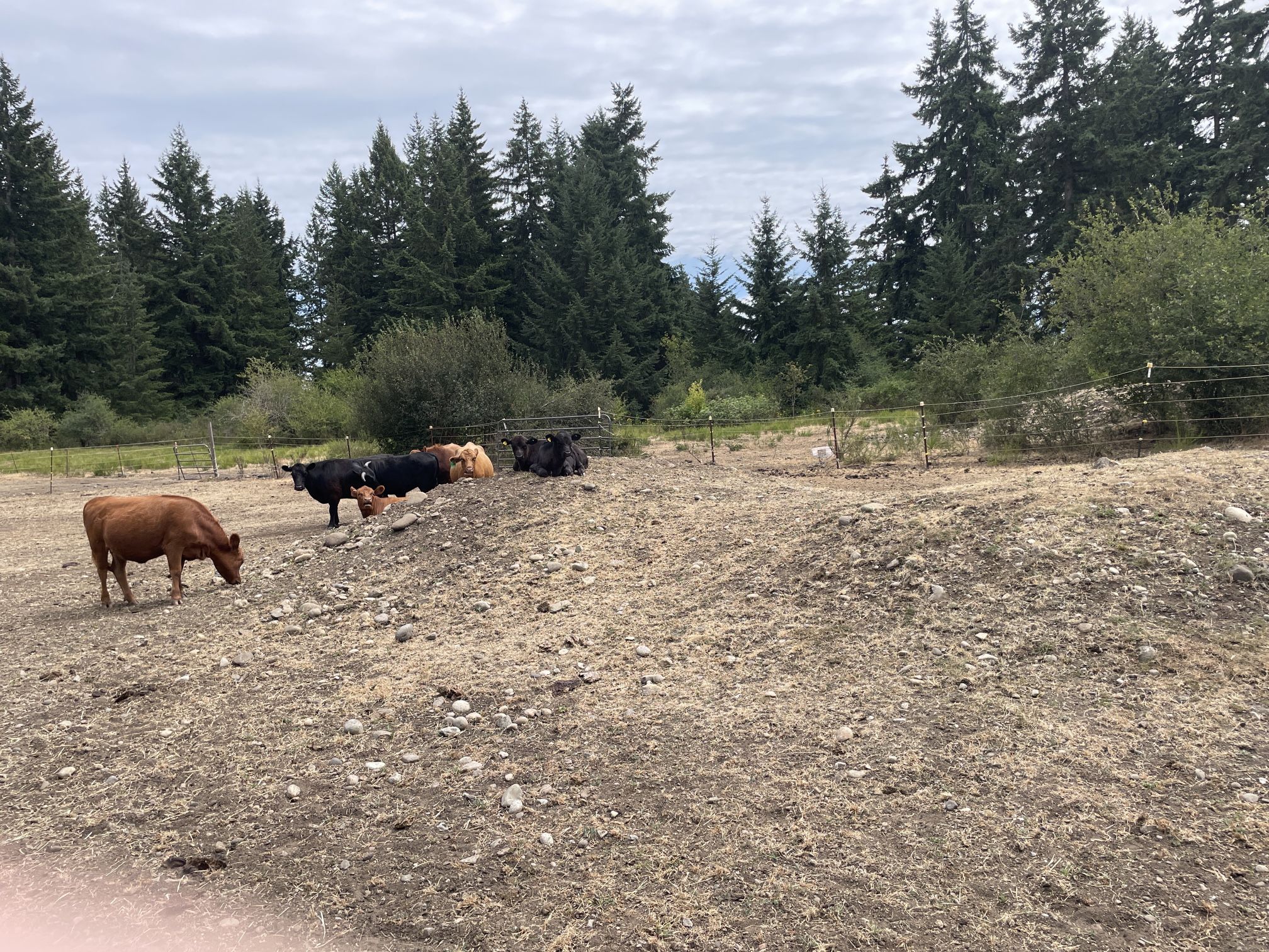 Fill Dirt Rocks. U Pick