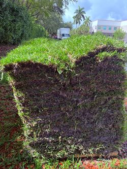 Fresh Sod - Césped Fresco