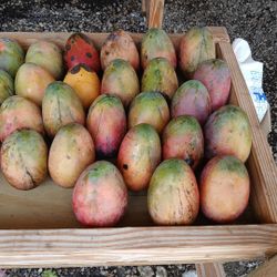 Frutas Frescas , Avocado ,Melon ,Mamey ,Calabaza,Mango,frutabomba Malanga Isleña,papa ,pepino Y Demas 