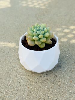 Succulents plants 🪴