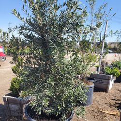 Olive Tree 