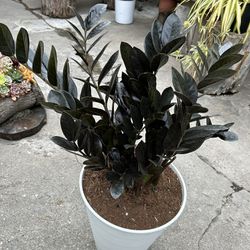 Zz Black Plants Indoor 