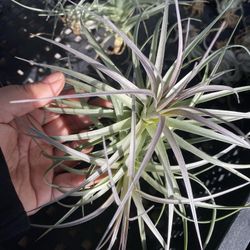 Airplants For Sale!
