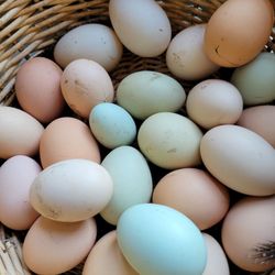 Fresh Hatching Eggs Organicly  Feed 