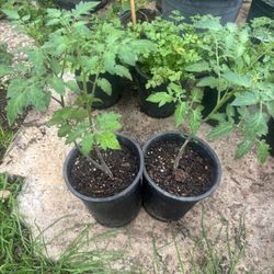 Roma Tomato. Cilantro 
