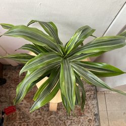 Dracaena Fragrans 