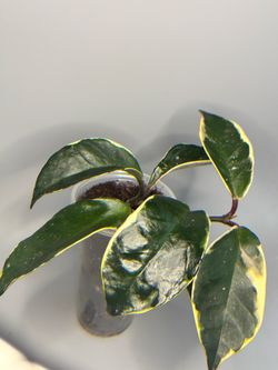 Hoya Crimson Queen