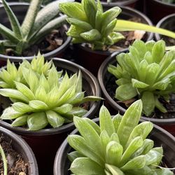 Succulents Plants 4”pot 