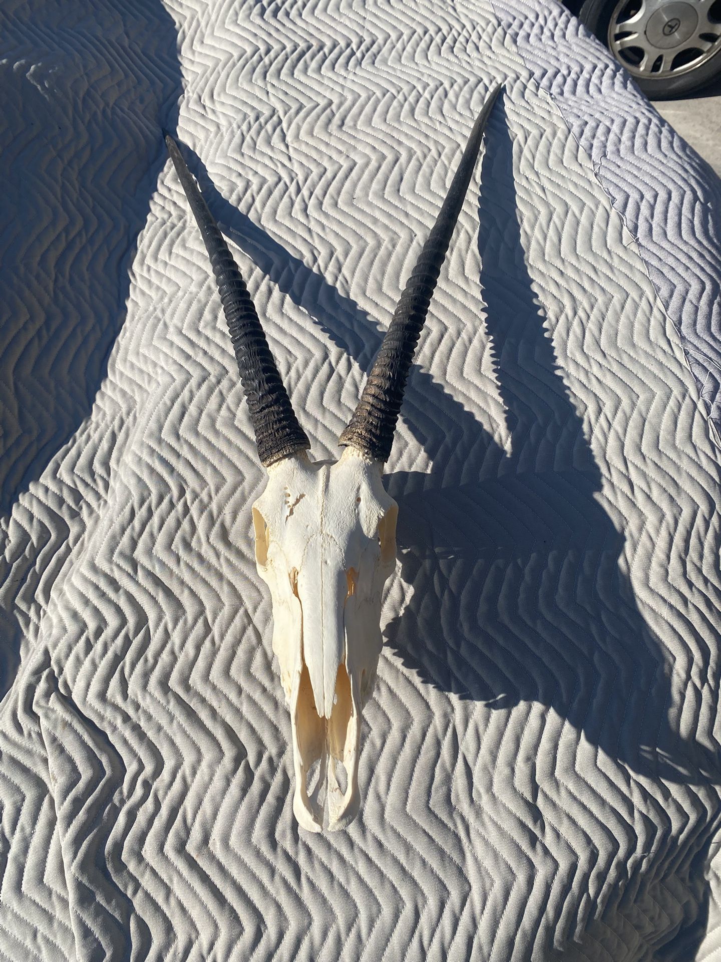 Oryx Skull