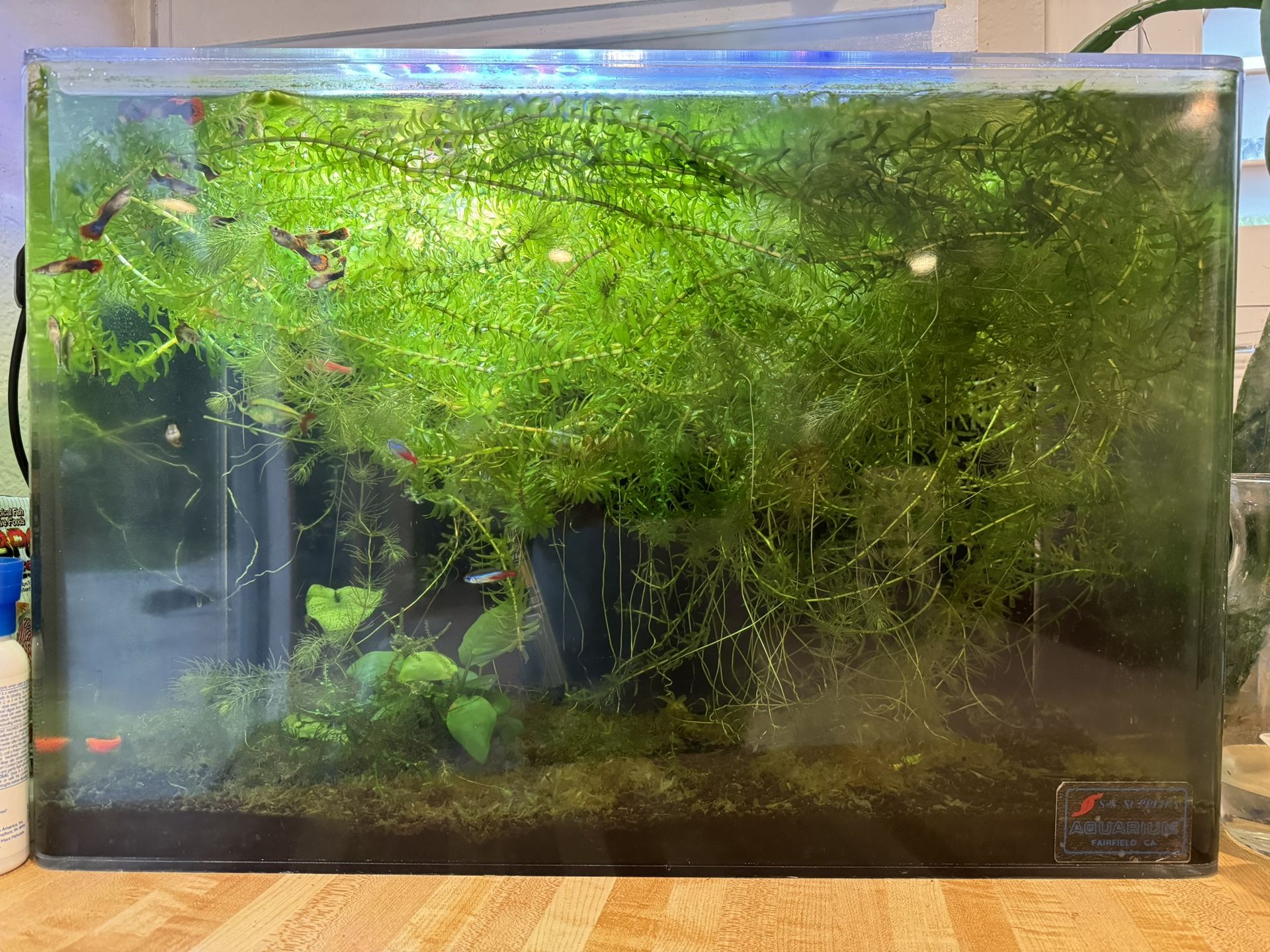 20 Gallon acrylic Tank