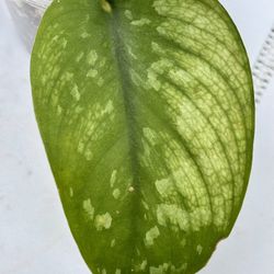 Scindapsus Bakunawa 