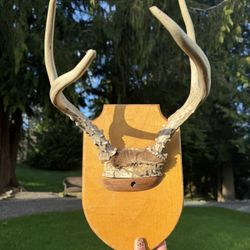 Deer Antlers 
