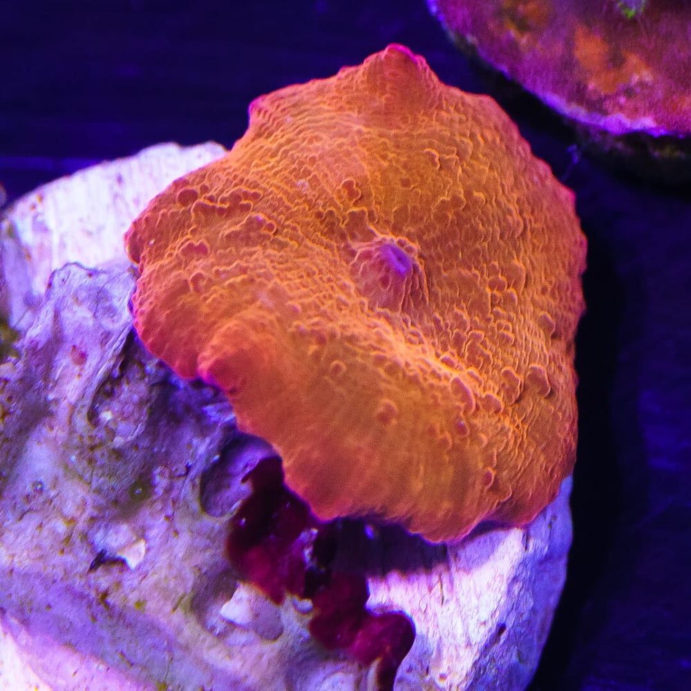 Orange Discosoma Mushroom Coral Fake