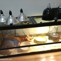 Snake Cage With Snake