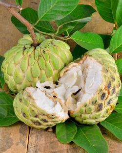 Grafted sugar apple tree on 15 gallons😃🌿🌿🌿